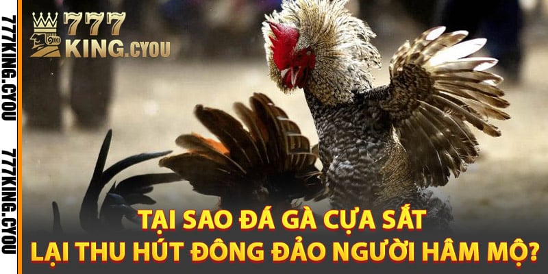 Đá Gà Cựa Sắt – Màn Đấu Sôi Động Trong Mỗi Trận Chiến 4 Tại sao đá gà cựa sắt lại thu hút đông đảo người hâm mộ?