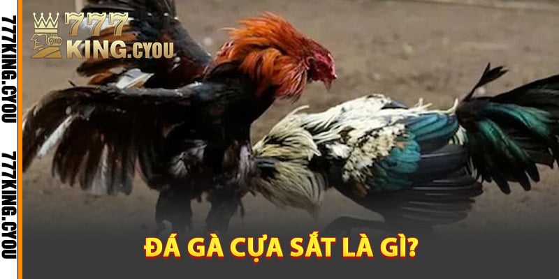 Đá Gà Cựa Sắt – Màn Đấu Sôi Động Trong Mỗi Trận Chiến 2 Tìm hiểu đá gà cựa sắt là gì?